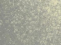 Панель  пластик 25BF069 250х3000х5ммх14шт